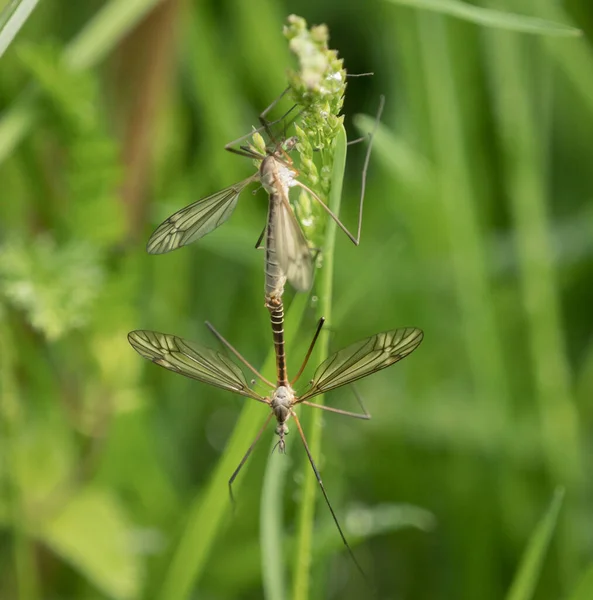 Desagradável mosquitos closeup na primavera em saarland — Fotografia de Stock