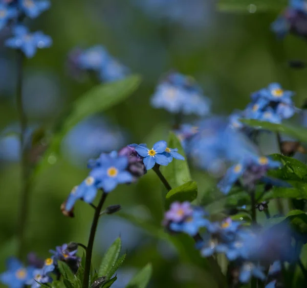 Blue forgetmenot flowers close seup at spring in saarland — стоковое фото