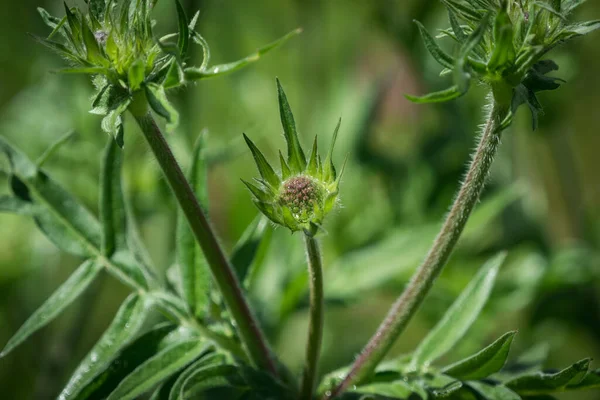 Baharda tarıma elverişli bir dul çiçeği güzel bir bokeh ile kapanıyor.