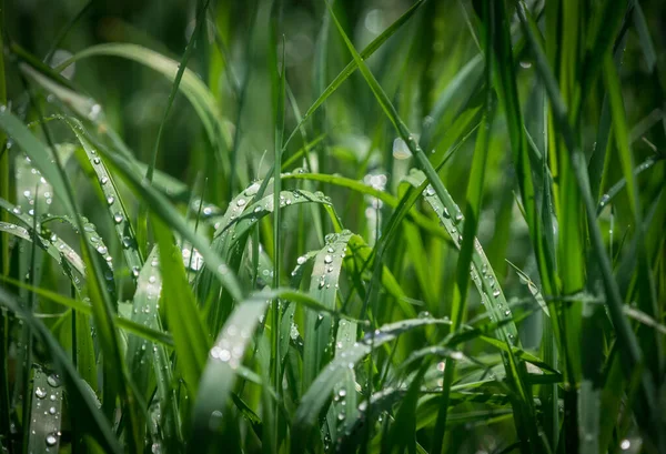 Nature pure en gros plan au printemps en Sarre — Photo