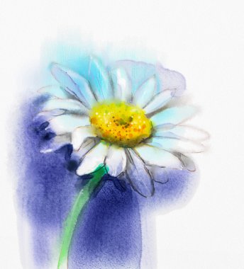Suluboya boyama beyaz gerbera, papatya çiçeği