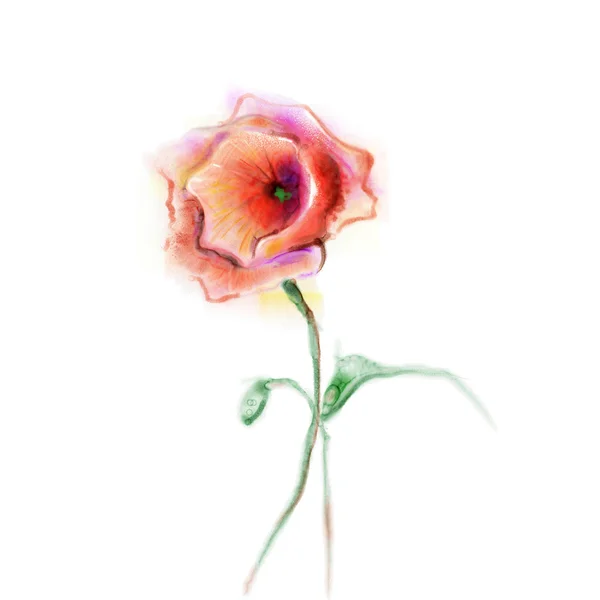 Suluboya boyama haşhaş çiçeği. Beyaz arka plan üzerinde izole kırmızı çiçek. — Stok fotoğraf
