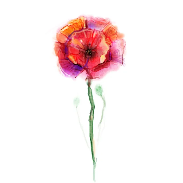 Akvarell festés mák virág. Izolált vörös virág fehér alapon. — Stock Fotó