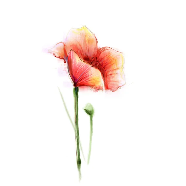 Akvarel maká květinka. Samostatná červená květina na bílém pozadí. — Stock fotografie