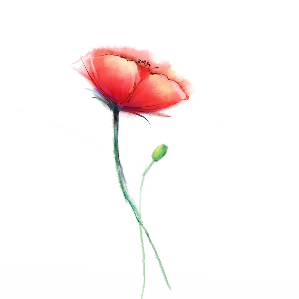 水彩画ポピーの花。白い背景に孤立した赤い花. — ストック写真
