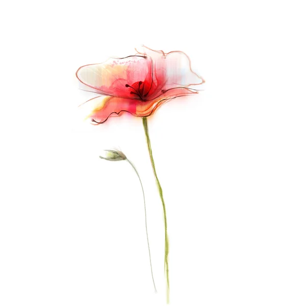 Akvarellmålning vallmo blomma. Isolerad röd blomma på vit bakgrund. — Stockfoto