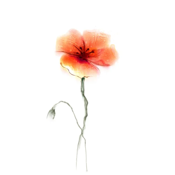 Ακουαρέλα ζωγραφική λουλουδιών. Απομονωμένο κόκκινο λουλούδι σε λευκό φόντο. — Φωτογραφία Αρχείου