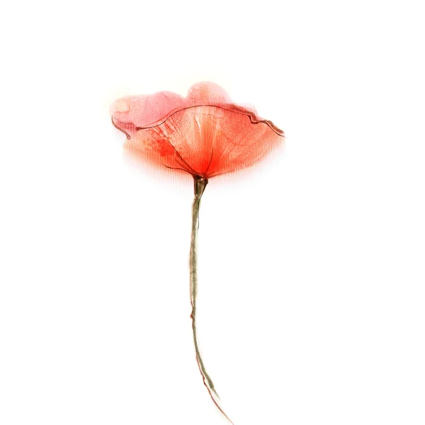 Aquarell Malerei Mohn Blume. isolierte rote Blume auf weißem Hintergrund. — Stockfoto