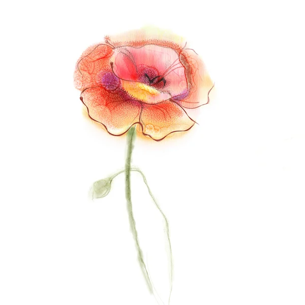 Watercolor painting poppy flower. Isolated red flower on white background. — Stock Photo, Image