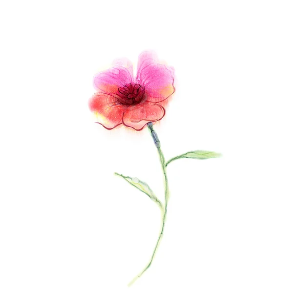 Akwarela malarstwo MAK kwiat. Izolowany czerwony kwiat na białym tle. — Zdjęcie stockowe