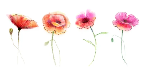 水彩画罂粟花。白色背景上的孤立花. — 图库照片