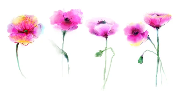 水彩画罂粟花。白色背景上的孤立花. — 图库照片