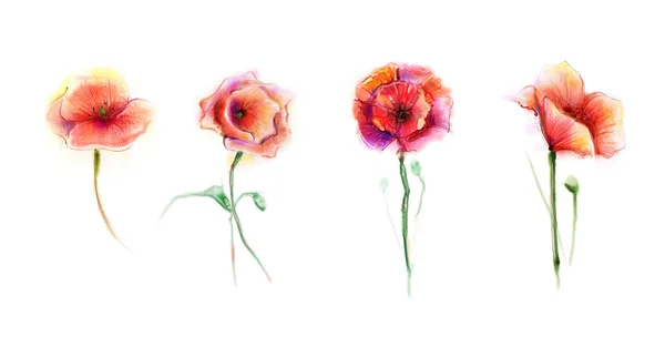 Watercolor painting poppy flower — Stock Photo, Image