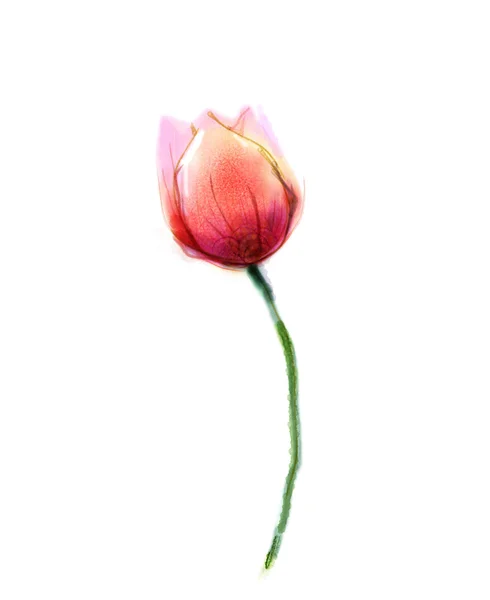 Suluboya boyama pembe, beyaz kağıt arka plan üzerinde kırmızı lale çiçek — Stok fotoğraf