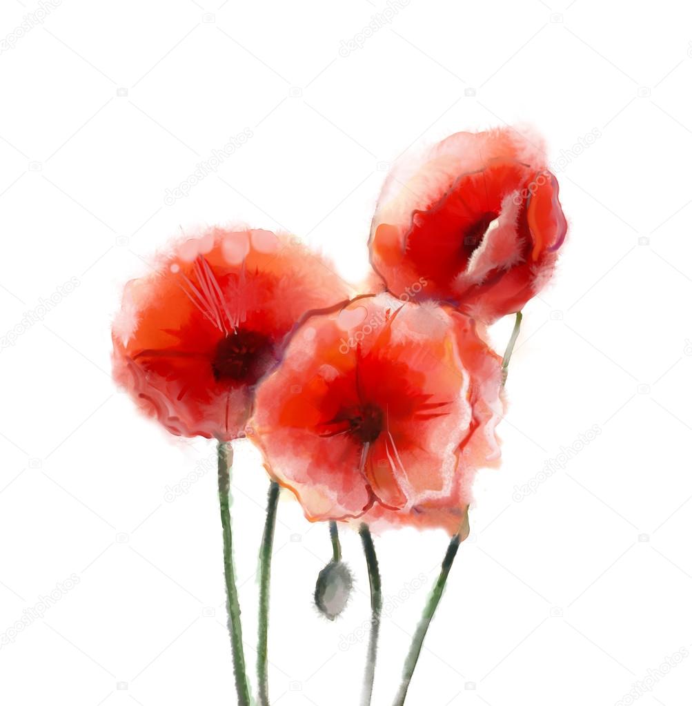 Red poppy flowers watercolor painting