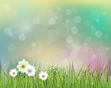 Vektör çizim bahar doğa alanı ile yeşil çim beyaz Gerbera - papatya çiçek çayır ve su damla çiğ yeşil yapraklarda