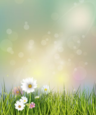 Vektör çizim bahar doğa alanı yeşil çimen, beyaz Gerbera, papatya çiçekleri ve çayır ve su damlaları çiy yeşil yapraklarda, kır çiçekleri ile