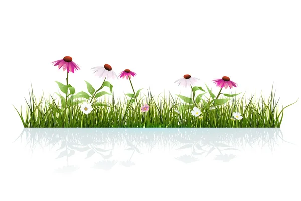 Vector illustration Green grass and echinacea, purple coneflower, and Leaves with Drops Dew and shadow on ground. Isolated on white background — Stock Vector