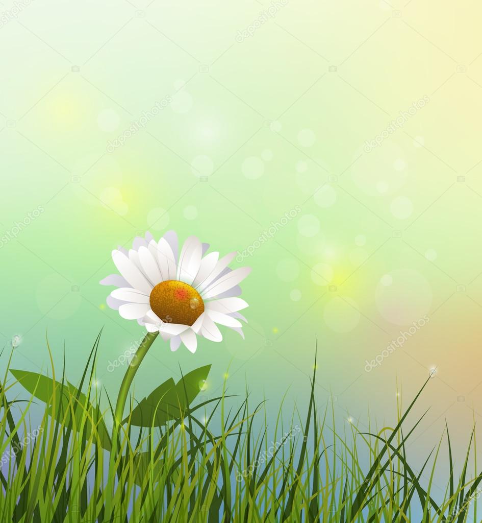 Ilustración vectorial hierba verde y flor blanca. Campo natural de  primavera con Gerbera- Flor de margarita en el prado y gotas de agua rocío  sobre hojas verdes vector, gráfico vectorial © Nongkran_ch
