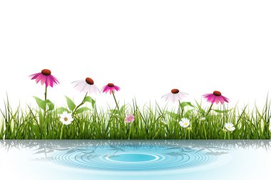 Vector Green grass and echinacea (purple coneflower), white daisy- wildflower with reflection in water ripple vector Vector Green grass and echinacea (purple coneflower), white daisy- wildflower with reflection in water ripple vector