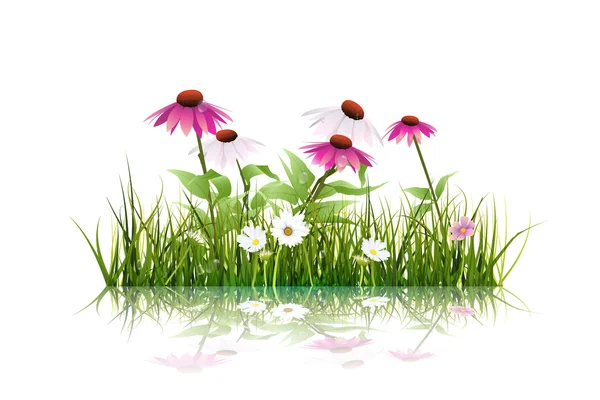Vektorillustration grünes Gras und Echinacea (lila Sonnenhut) Blume, weißes Gänseblümchen, Wildblume mit Reflexion — Stockvektor