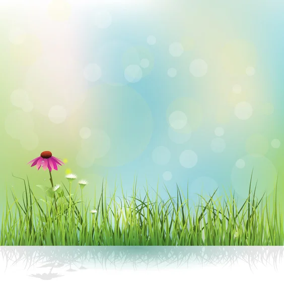 Διανυσματικά εικονογράφηση πεδίο φύση άνοιξη, πράσινο γρασίδι, άσπρα λουλούδια Λιβάδι και echinacea (μωβ coneflower) λουλούδι με σκιά. — Διανυσματικό Αρχείο