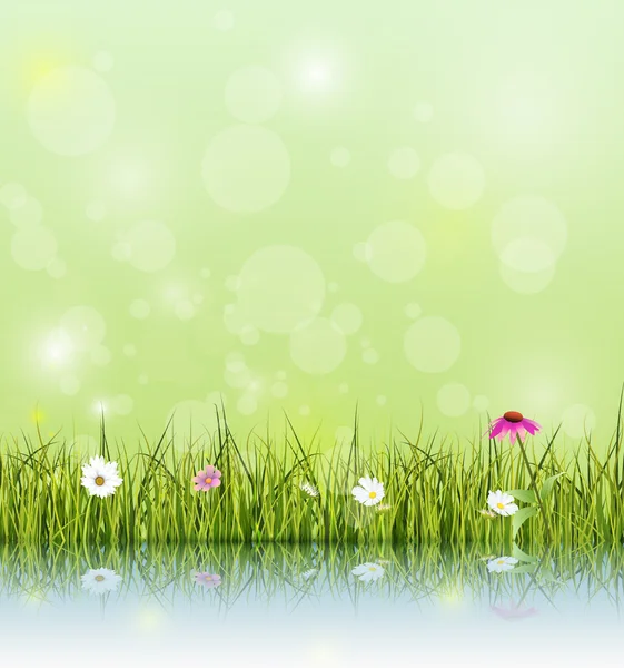 벡터 일러스트 레이 션 그린 잔디와 에키네시아 (보라색 coneflower) 꽃, 화이트 데이지와 물에 반사와 야생화 — 스톡 벡터