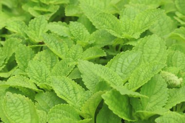 Çin patates bitkisi tarlada, koorkalef bitkisel bahçede yetişir..