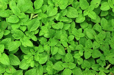 Çin patates bitkisi tarlada, koorkalef bitkisel bahçede yetişir..