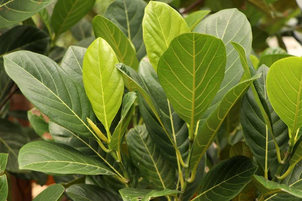 Foglie Piante Jackfruit Immagine Una Foglia Jackfruit Presa Vicino Dall — Foto Stock