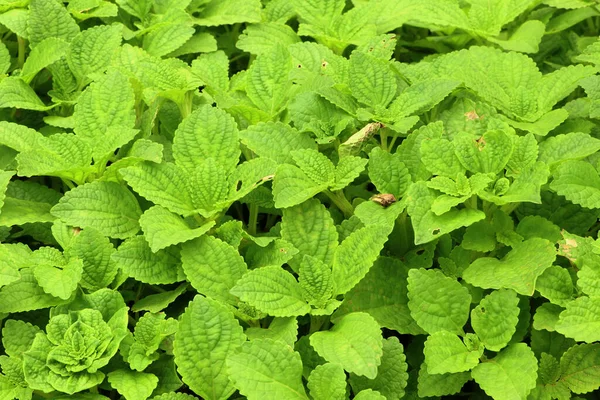 Chińska Roślina Ziemniaczana Uprawiana Polu Green Garden — Zdjęcie stockowe