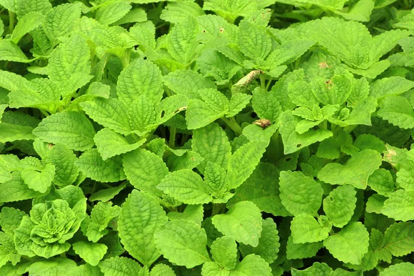 Chińska Roślina Ziemniaczana Uprawiana Polu Green Garden — Zdjęcie stockowe