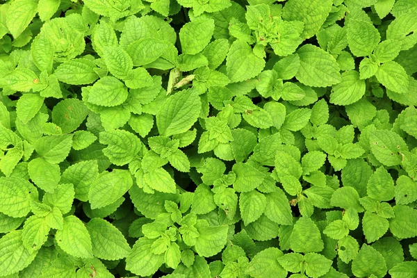 Chinese Aardappel Plant Geteeld Het Veld Koorkaleaf Kruidentuin — Stockfoto