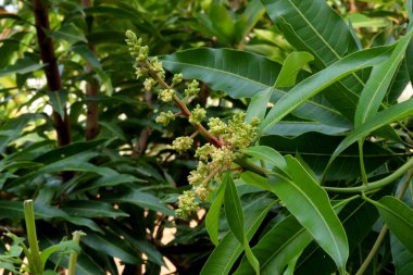 Mango çiçeklerini bir çiftlikte kapatın, bir mango dalında. Mango çiçeğinin seçici odak noktası