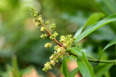 Mango çiçeklerini bir çiftlikte kapatın, bir mango dalında. Mango çiçeğinin seçici odak noktası