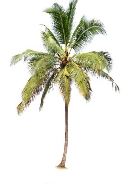 Beyaz arkaplanda izole edilmiş hindistan cevizi palmiyesi