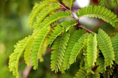 Ağacın üzerindeki demirhindi yeşili yapraklar. Tamarind yaprağını kapat