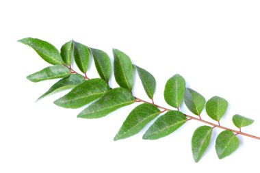 Fresh curry leaves isolated on white background, top view, Curry leaves, Murraya koenigii on white background, Ayurvedic herbal leaf
