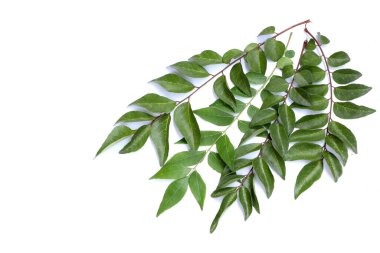 Fresh curry leaves isolated on white background, top view, Curry leaves, Murraya koenigii on white background, Ayurvedic herbal leaf