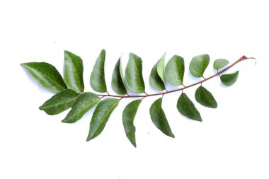 Fresh curry leaves isolated on white background, top view, Curry leaves, Murraya koenigii on white background, Ayurvedic herbal leaf