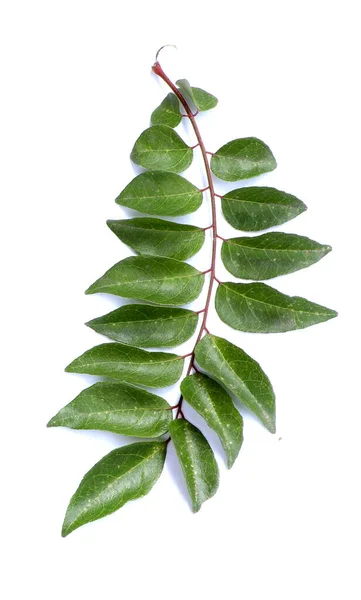 Fresh Curry Leaves Isolated White Background Top View Curry Leaves — Fotografia de Stock