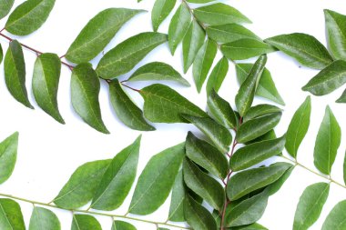 Fresh curry leaves isolated on white background, top view, Curry leaves, Murraya koenigii on white background, Ayurvedic herbal leaf