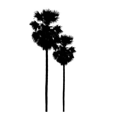 Beyaz arka planda izole edilmiş şeker palmiyesi, doğal bitki işareti. vektör illüstrasyonu
