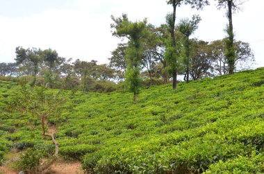 Kerala eyaletindeki Hindistan 'da güzel yeşil çay tarlaları.
