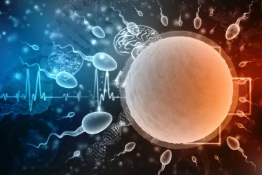 Sperm ve yumurta hücresi bilimsel, tıbbi altyapıda. İnsan üreme kavramı. 3d illüstrasyon