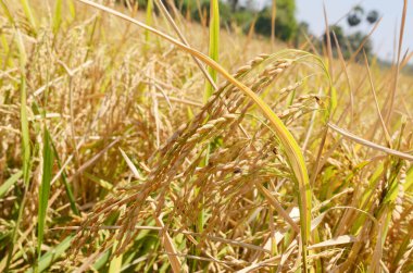 Güney Hindistan çeltik tarlası, Kerala 'nın çeltik tarlaları.