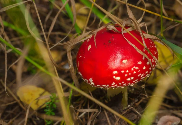 Большой красный гриб в лесу после дождя — стоковое фото