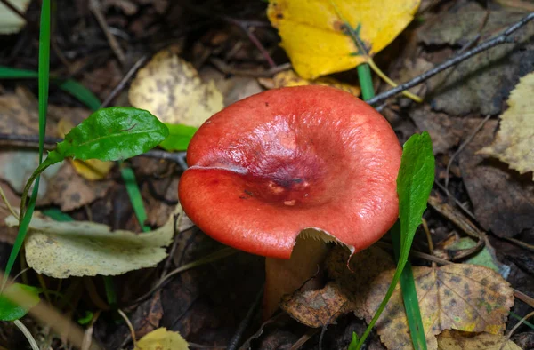 Большой красный гриб в лесу после дождя — стоковое фото