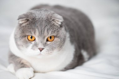 Beyaz arka planda İskoç kedisi. İzole edilmiş. Yakın plan.