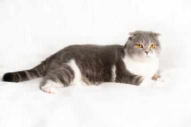 Beyaz arka planda İskoç kedisi. İzole edilmiş. Yakın plan.